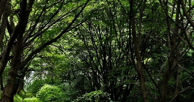 순간의 기록 – 사라지기 전에, 초록을 기록한다.