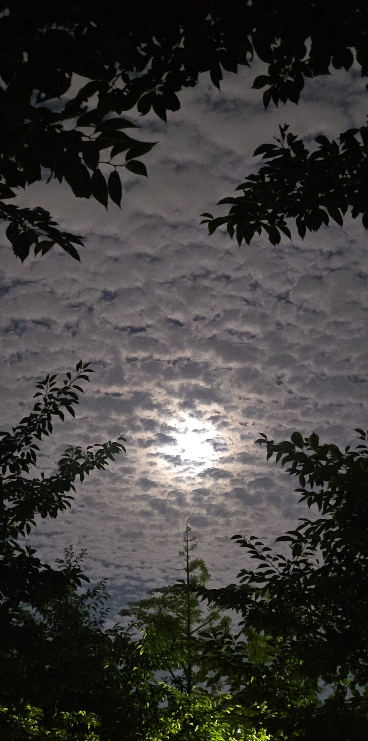 사진으로 남긴 이야기 – 🌕 오늘도 달 보러 갑니다